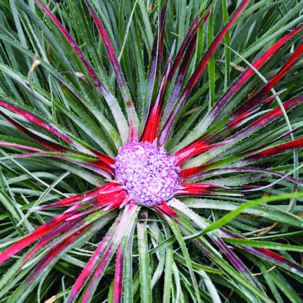 Fascicularia bicolor