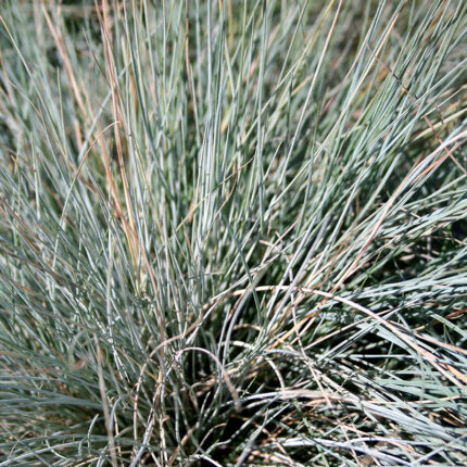 Festuca gl Elijah Blue