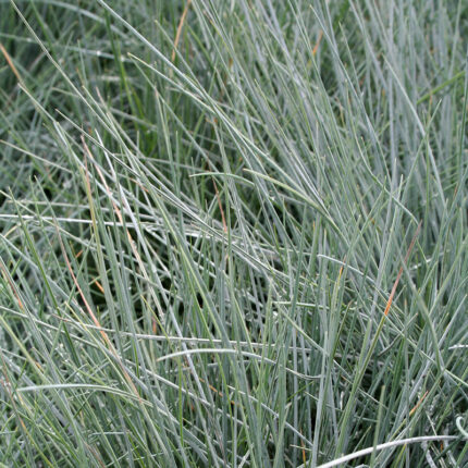 Festuca valesiaca Glaucantha