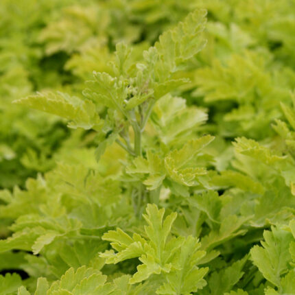Feverfew Golden