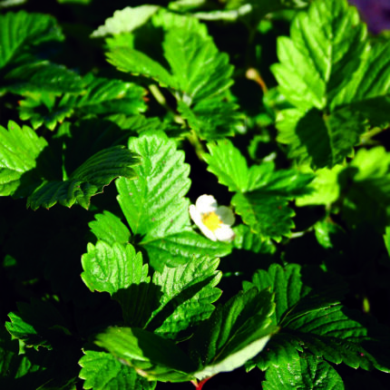 Fragaria vesca Alexandra