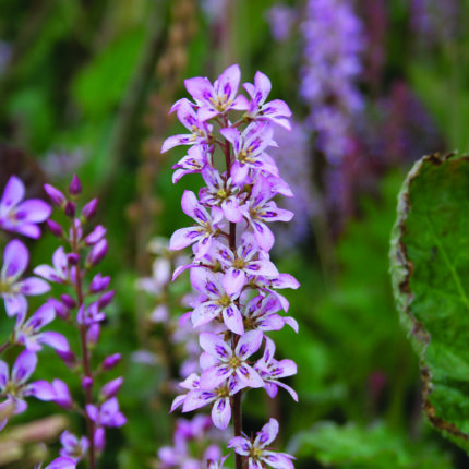 Francoa sonchifolia