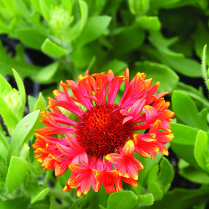 Gaillardia Fanfare Blaze