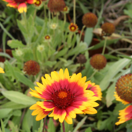 Gaillardia Kobold