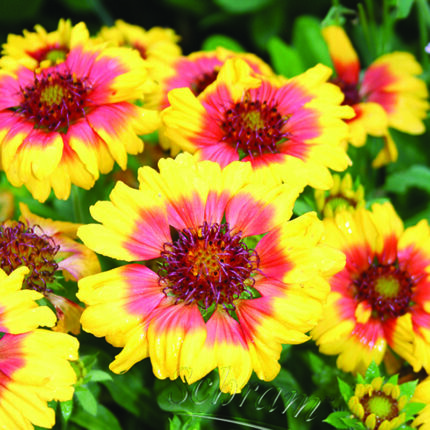 Gaillardia Moyvalley Bubbles