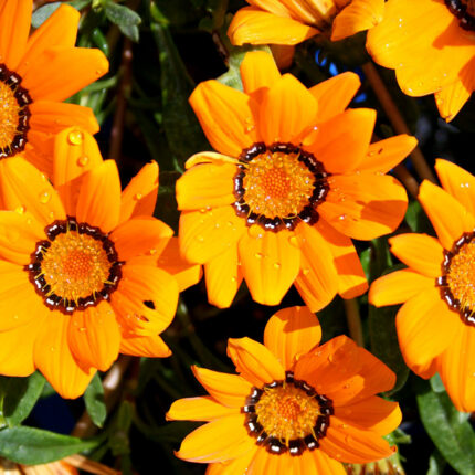 Gazania rigens splendens