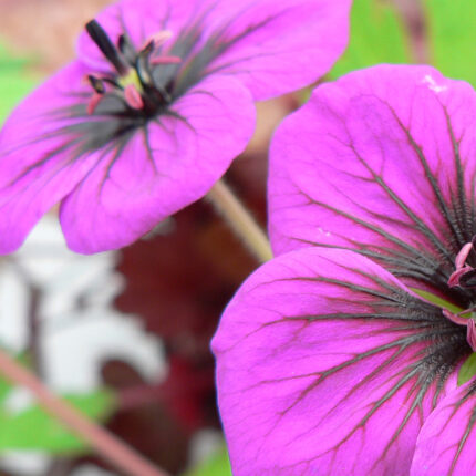 Geranium Ann Folkard