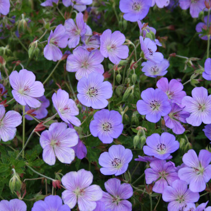Geranium Azure Rush