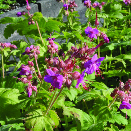 Geranium m Bevans Variety
