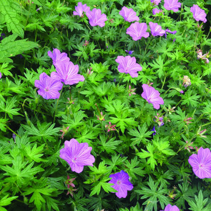 Geranium Blushing Turtle