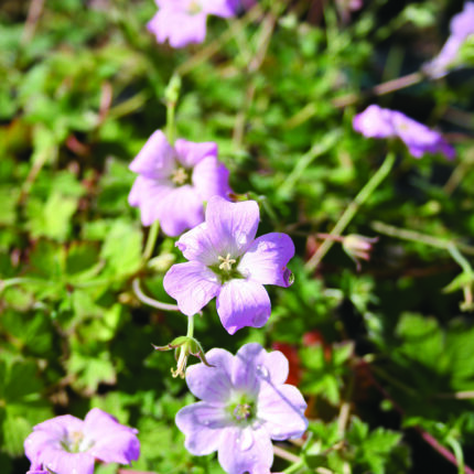 Geranium Dreamland