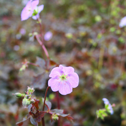 Geranium mac Elizabeth Ann