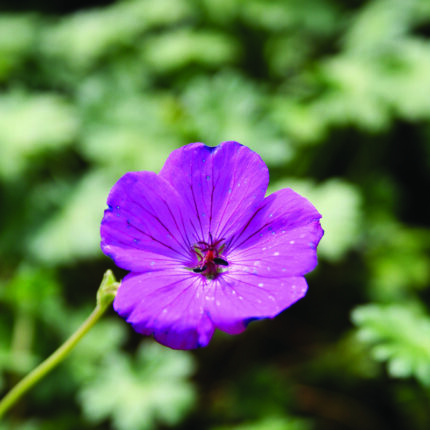 Geranium Janette