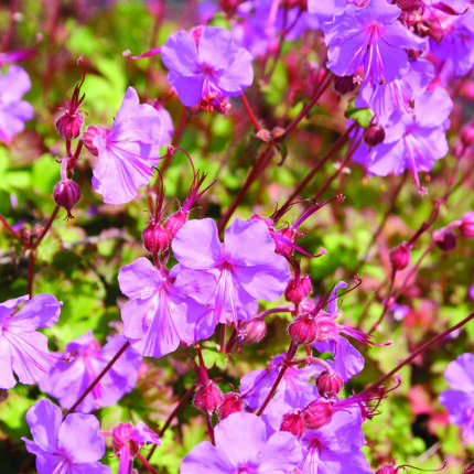 Geranium x cant Karmina
