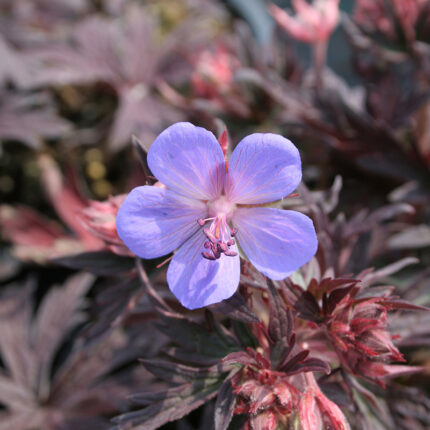 Geranium pratense Midnight Reiter