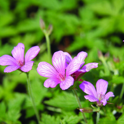 Geranium x oxonianum Old rose