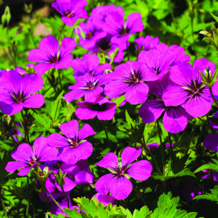 Geranium Patricia