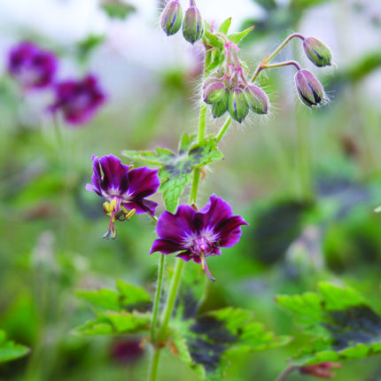 Geranium phaeum Samobor
