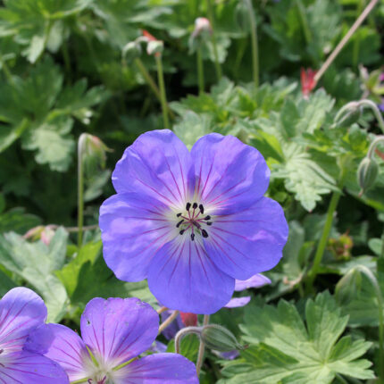 Geranium Rozanne