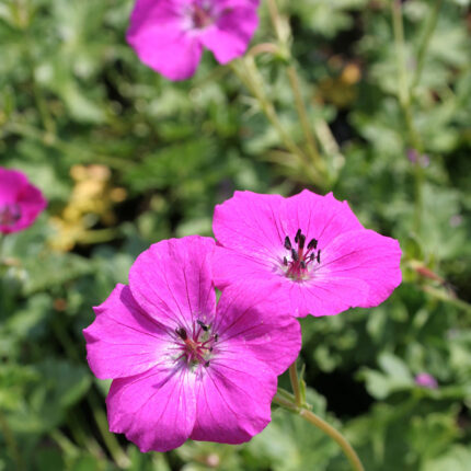 Geranium riv Russell Prichard