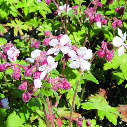 Geranium m Spessart