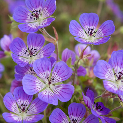 Geranium Sweet Heidi