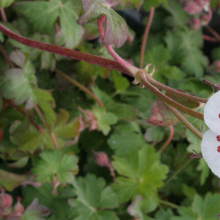 Geranium x cant Biokovo