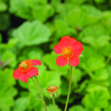Geum coc Cooky