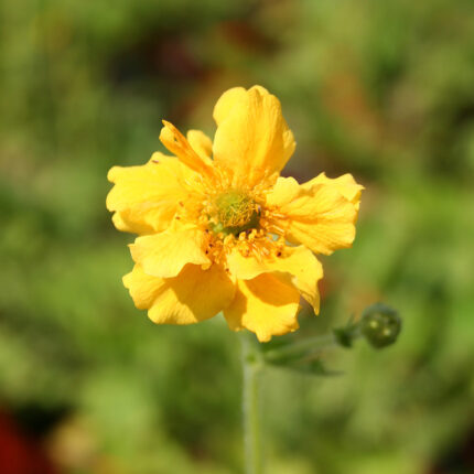 Geum Lady Stratheden