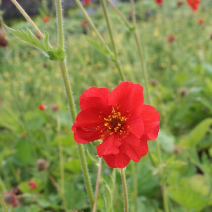 Geum Mrs Bradshaw
