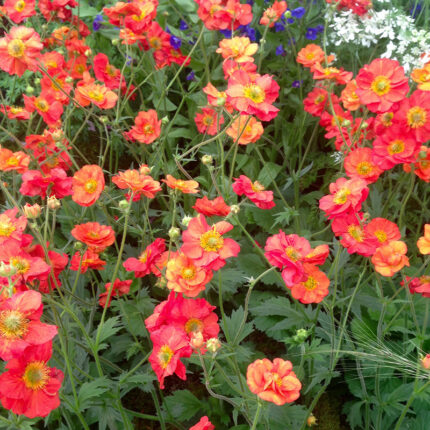 Geum Scarlet Tempest