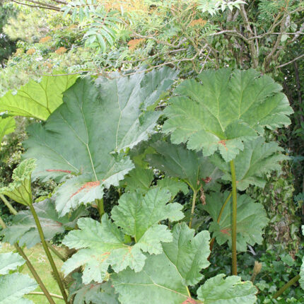 Gunnera manicata