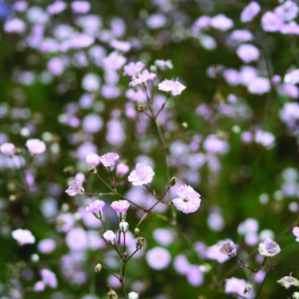 Gypsophila pan Pink Festival
