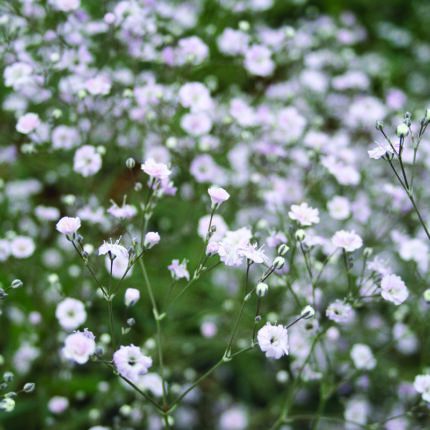 Gypsophila pan White Festival