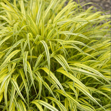 Hakonechloa macra Aureola