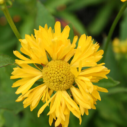 Helenium Double Trouble