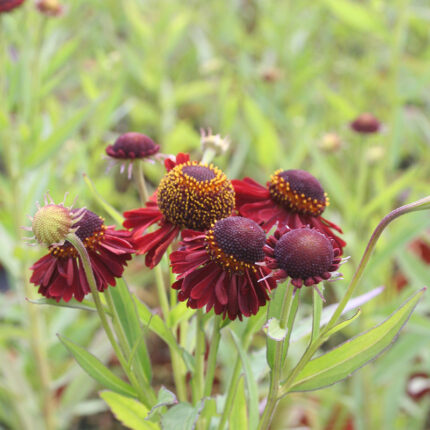 Helenium Ruby Tuesday