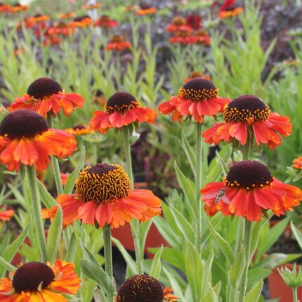 Helenium Short n Sassy
