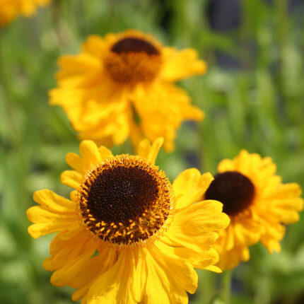 Helenium The Bishop