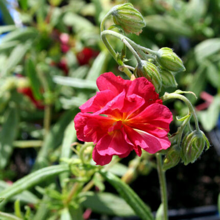 Helianthemum Cerise Queen