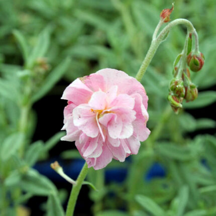 Helianthemum Pink Angel