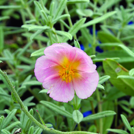 Helianthemum Wisley Pink