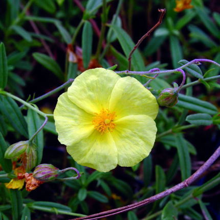 Helianthemum Wisley Primrose
