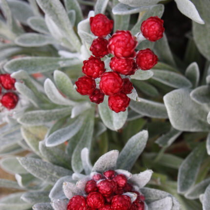 Helichrysum Ruby Clusters