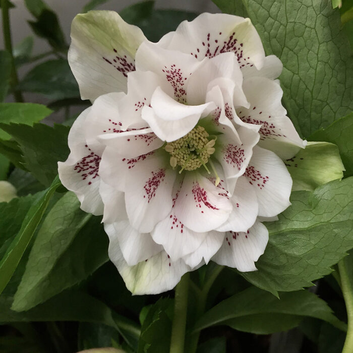 Helleborus Double Anna White Spotted