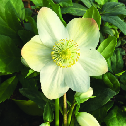 Helleborus niger