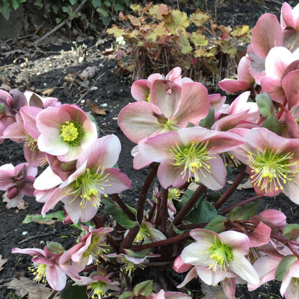 Helleborus Pirouette