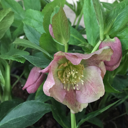 Helleborus Pretty Anna Pink