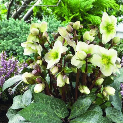 Helleborus Winter Moonbeam