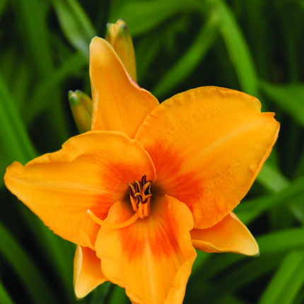 Hemerocallis Chicago Sunrise